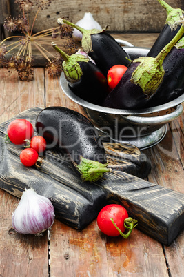 Summer crop of aubergine
