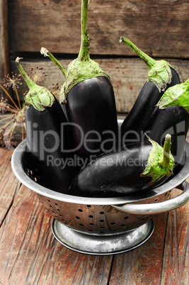 Summer crop of aubergine