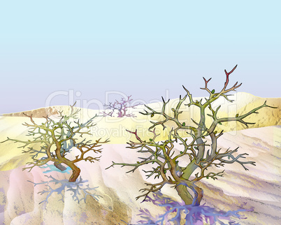 Desert Plant Shrub Saxaul Under Blue Sky