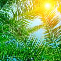 background of palm leaves and blue sky