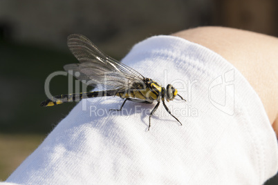 Dragonfly on hand photo