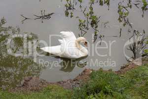 White swan in the morning in a lake
