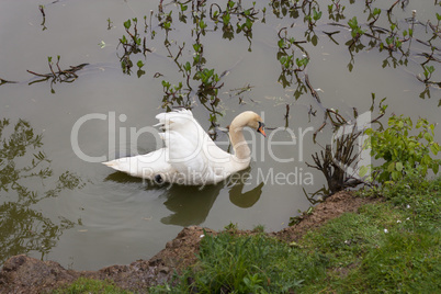 White swan in the morning in a lake