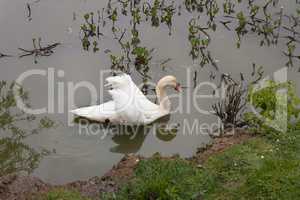 White swan in the morning in a lake