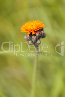 Orangerote Habichtskraut - Pilosella aurantiaca