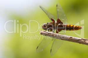Weibliche Plattbauch Libelle - Abdomen