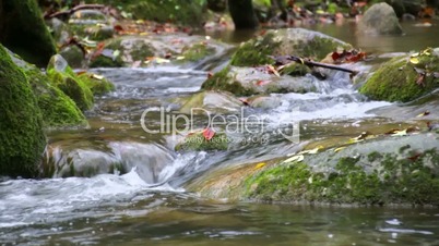 Creek Cascade with Fallen Red Leaves in Fall