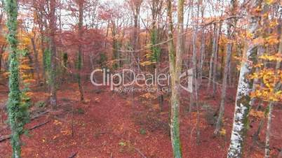 Aerial View Up to the Top of the Beech Trees