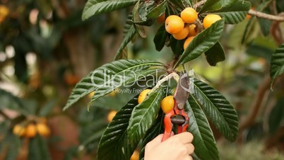 Collecting Spring Loquats from the Tree