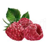 Raspberries on white background