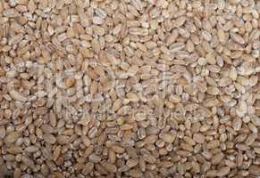 organic wheat grains