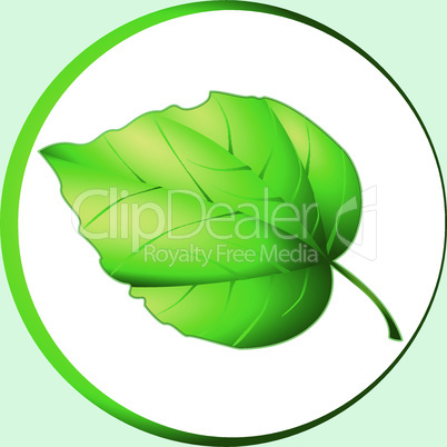 Lime leaf. Yellow-green oak leaf, the volume on the light green background.
