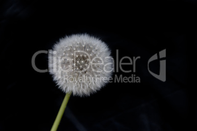 Pusteblume Overlays