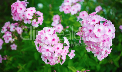 Pink phlox flowers