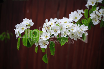 Spring flowering