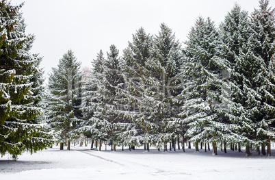Fir trees and snow