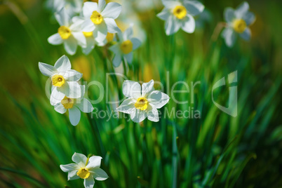 Blooming white daffodils