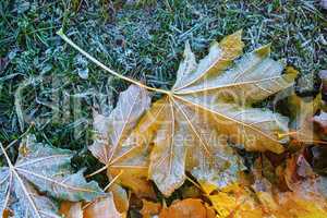 Hoarfrost on maple leaves