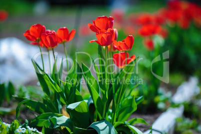 Colorful red tulips