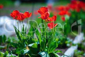 Colorful red tulips