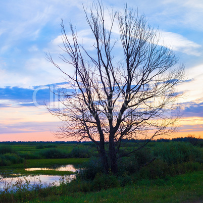 Dry tree silhouette