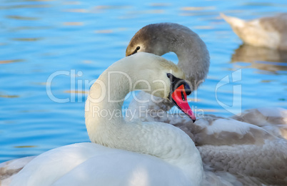 Graceful swans