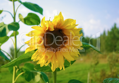 Yellow sunflower