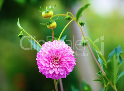 Blooming chrysanthemum flower