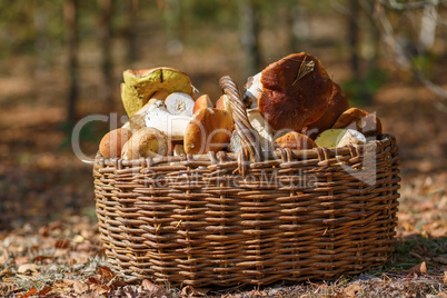 Basket of mushrooms