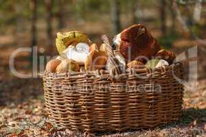 Basket of mushrooms