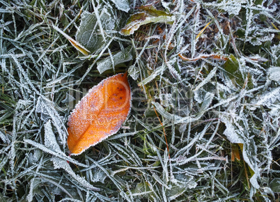 Hoarfrost and fallen leaf