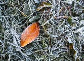 Hoarfrost and fallen leaf