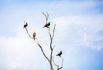 Cormorants on dry tree