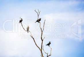 Cormorants on dry tree
