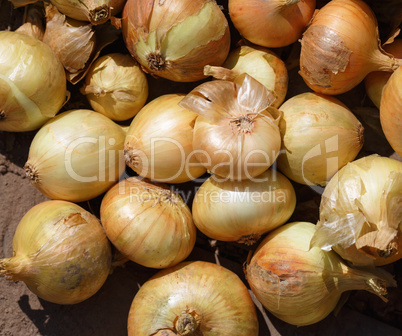 Fresh onions crop