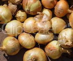 Fresh onions crop