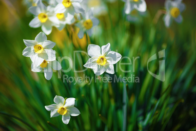 Bright blooming daffodils