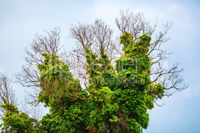 Tree with green vegetation