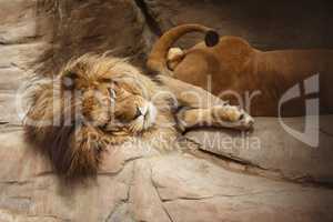 Resting lion