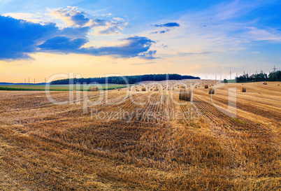 Field with hay bales