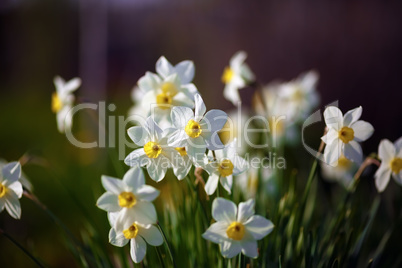 Flowering narcissus at springtime
