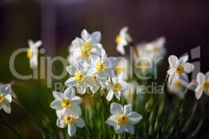 Flowering narcissus at springtime