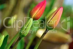 Unblown tulips