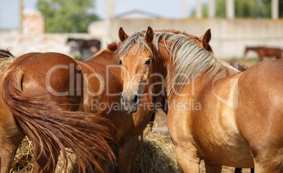 Horses and hay