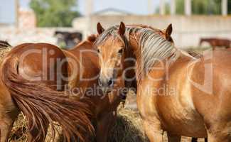 Horses and hay