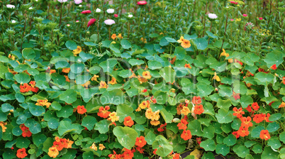 Nasturtium