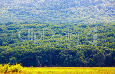 Green forest on the mountainside