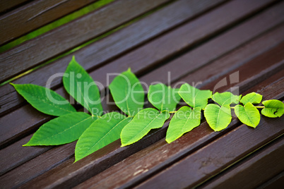 Ailanthus branch on the bench