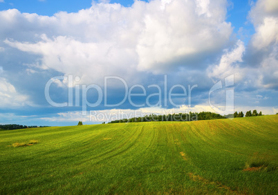Field of green grass and blue sky