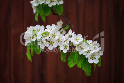 Flowering tree branch